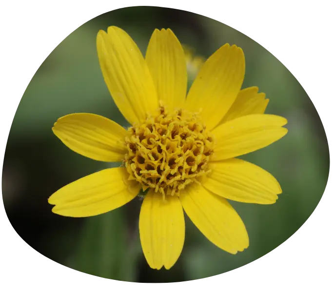 bienfaits arnica et cbd
