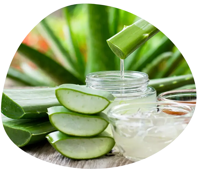 bienfaits aloe vera