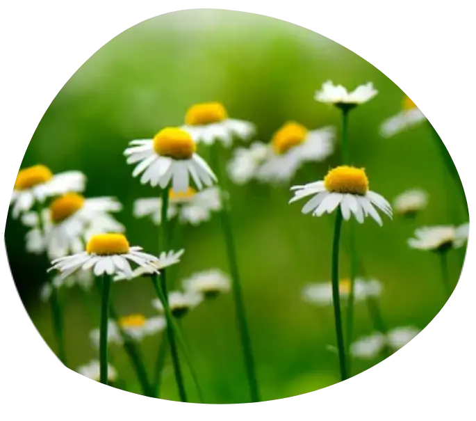 bienfaits camomille