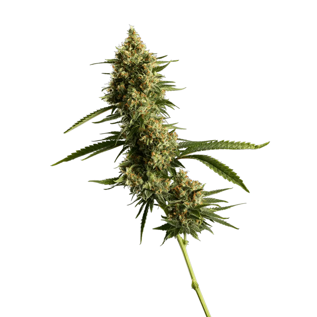 extrait de chanvre cbd 795 mg