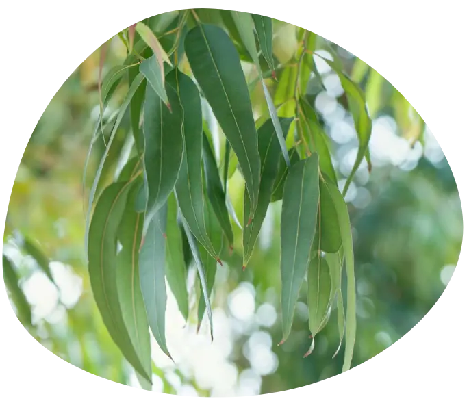 bienfaits eucalyptus