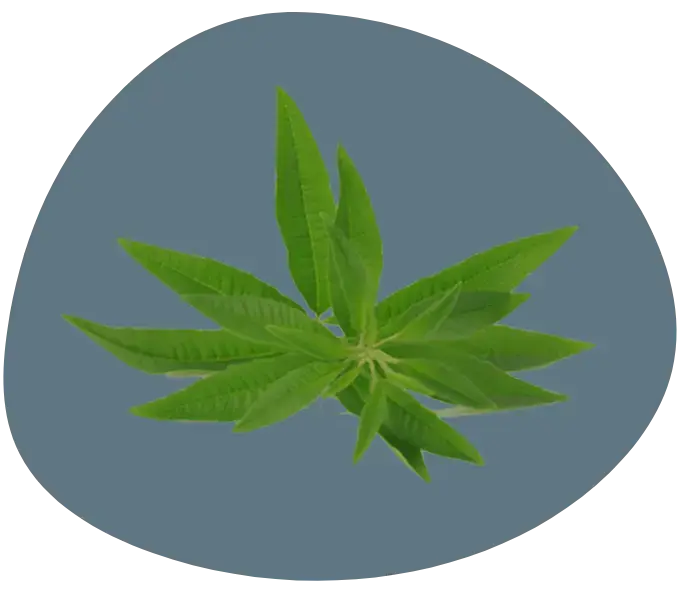 huile essentielle veirveine cbd