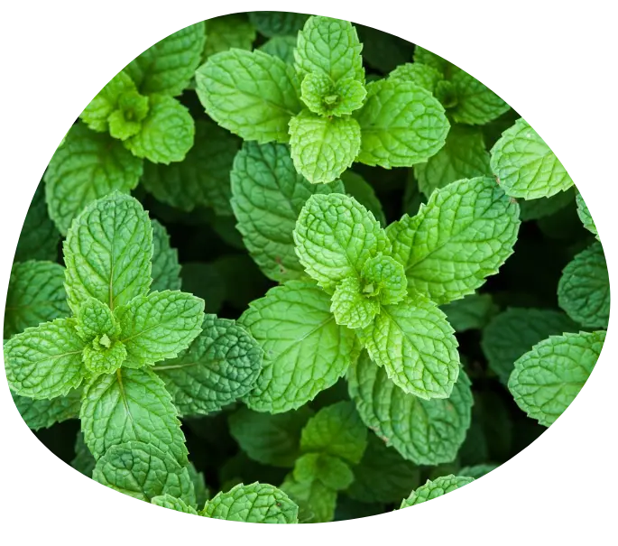bienfaits menthol