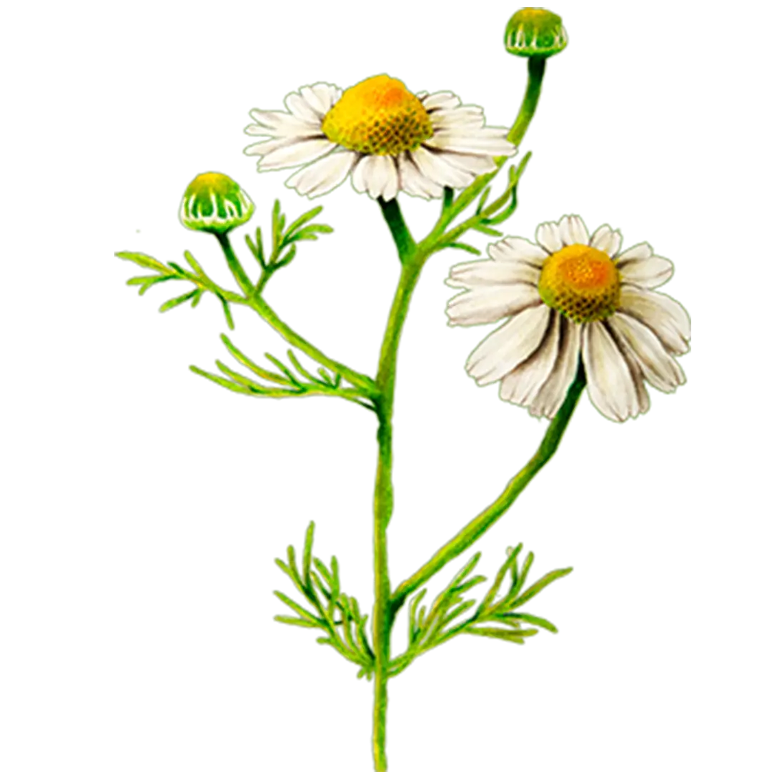 huile essentielle camomille cbd