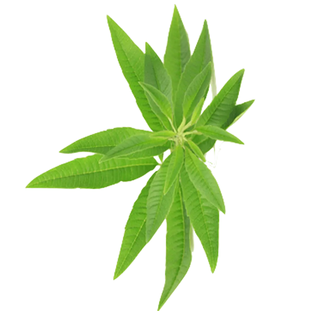 chanvre huile cbd 8%