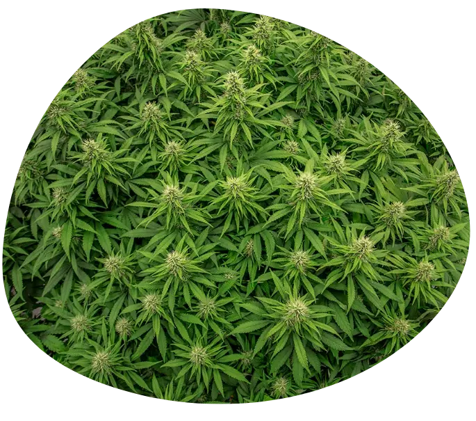 huile de chanvre cosmeceutique cbd