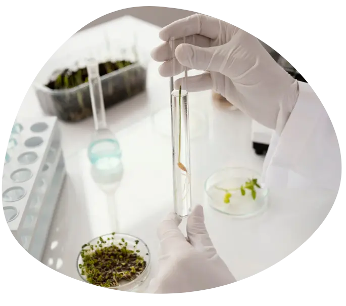 cures cbd bio chanvre