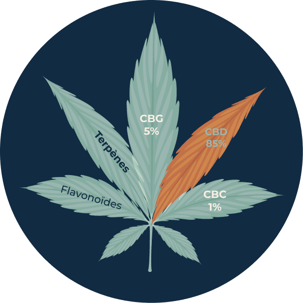 cannabinoides dans le chanvre